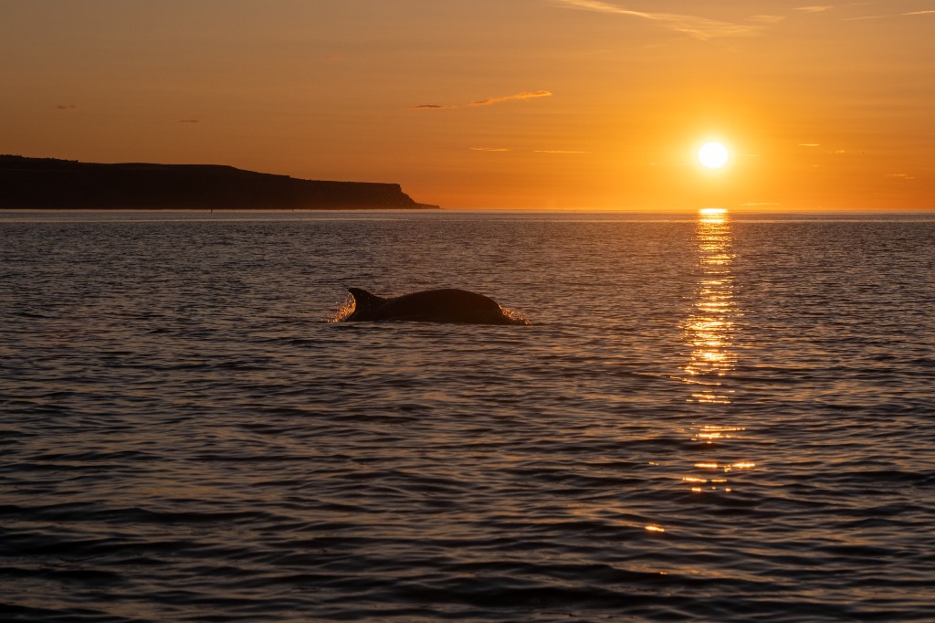 Dolphin surfacing at sunset in Tenerife