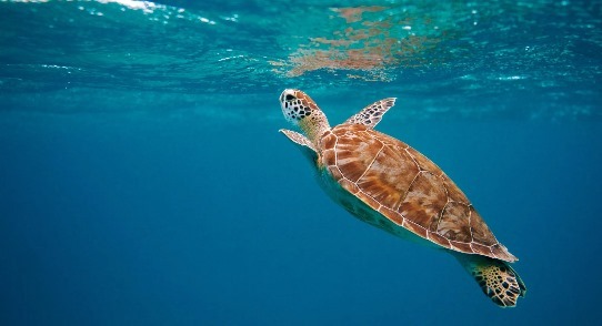 Where to See Dolphins