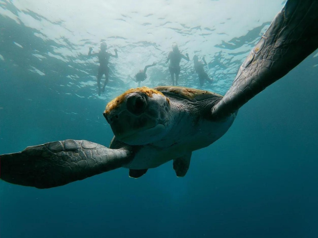 World Turtle Day in Tenerife